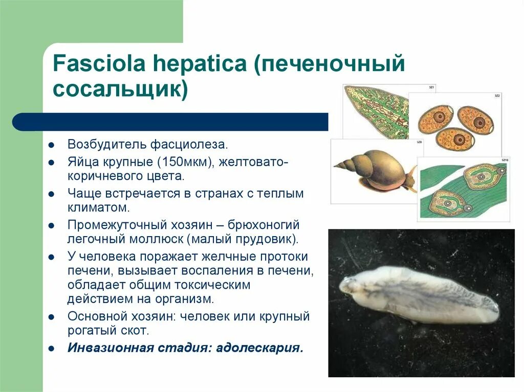 Печеночный сосальщик являющийся. Fasciola hepatica инвазионная стадия. Инвазионная стадия печеночного сосальщика для человека. Fasciola hepatica инвазионная стадия для человека. Fasciola hepatica промежуточный хозяин.