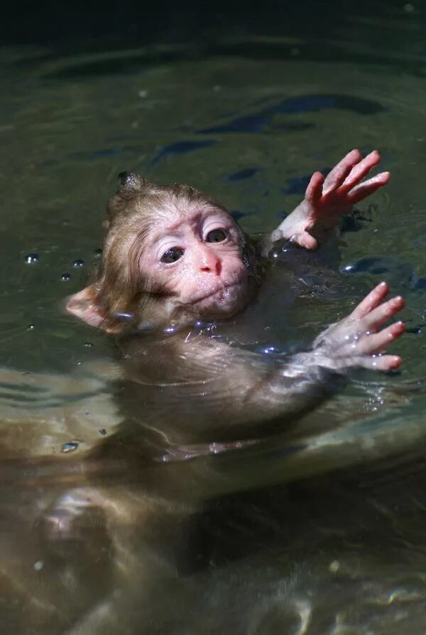 Шимпанзе плавает