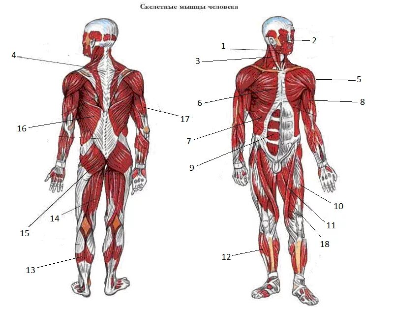 Передняя часть человека. Мышечный скелет человека анатомия. Мышечная система человека схема. Мышечная система, сухожилия..