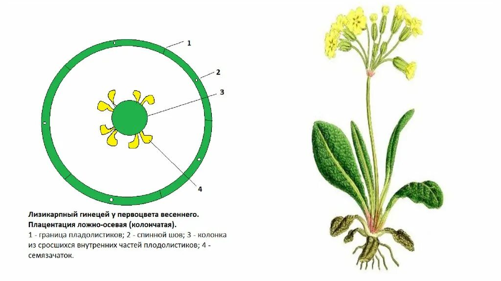 На рисунках изображены две формы растения энотеры