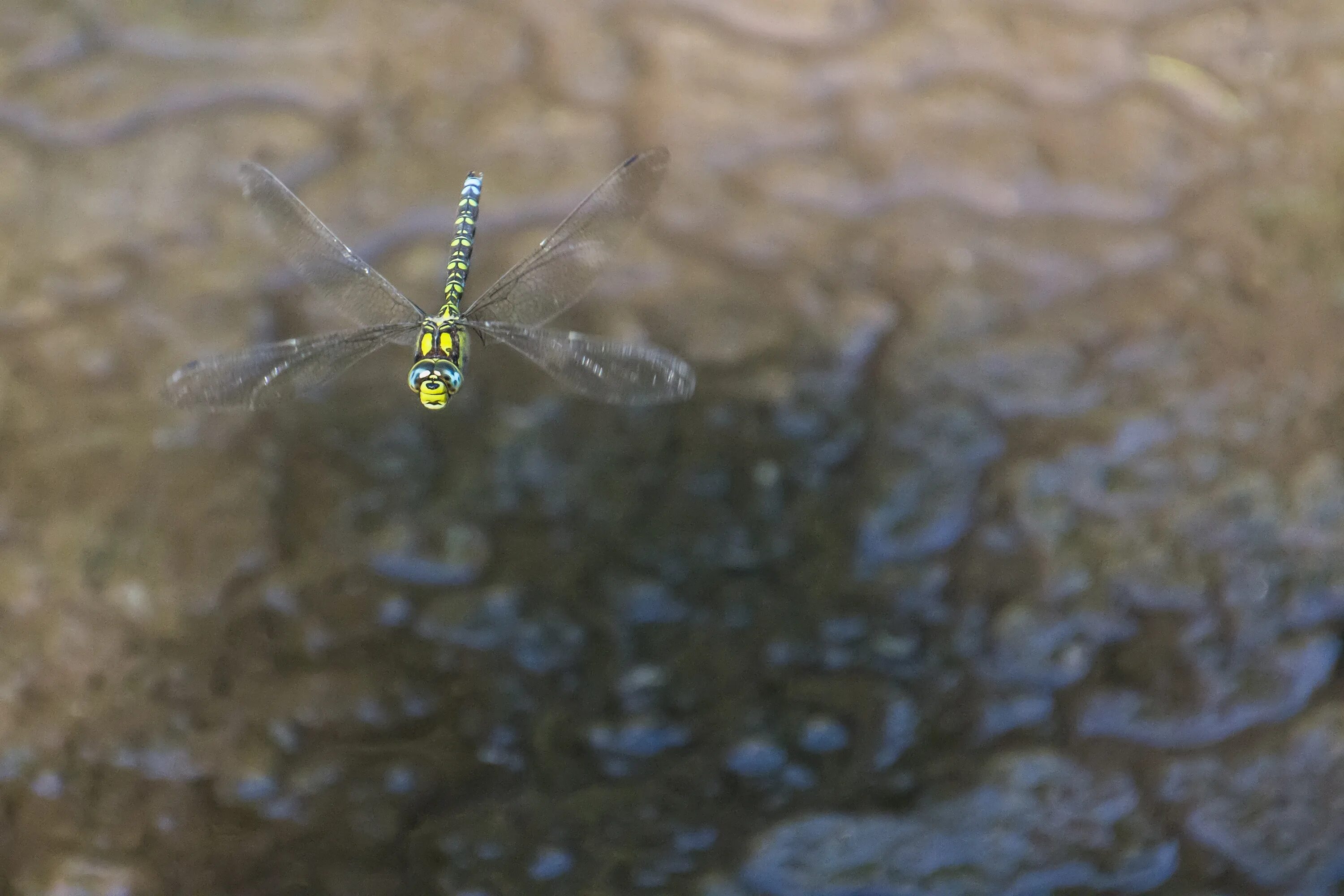 Над речной водой пролетали стрекозы с тоненькими. Полет насекомых. Dragonfly макрофото. Стрекоза в полете фото. Ночные летающие насекомые Сочи.