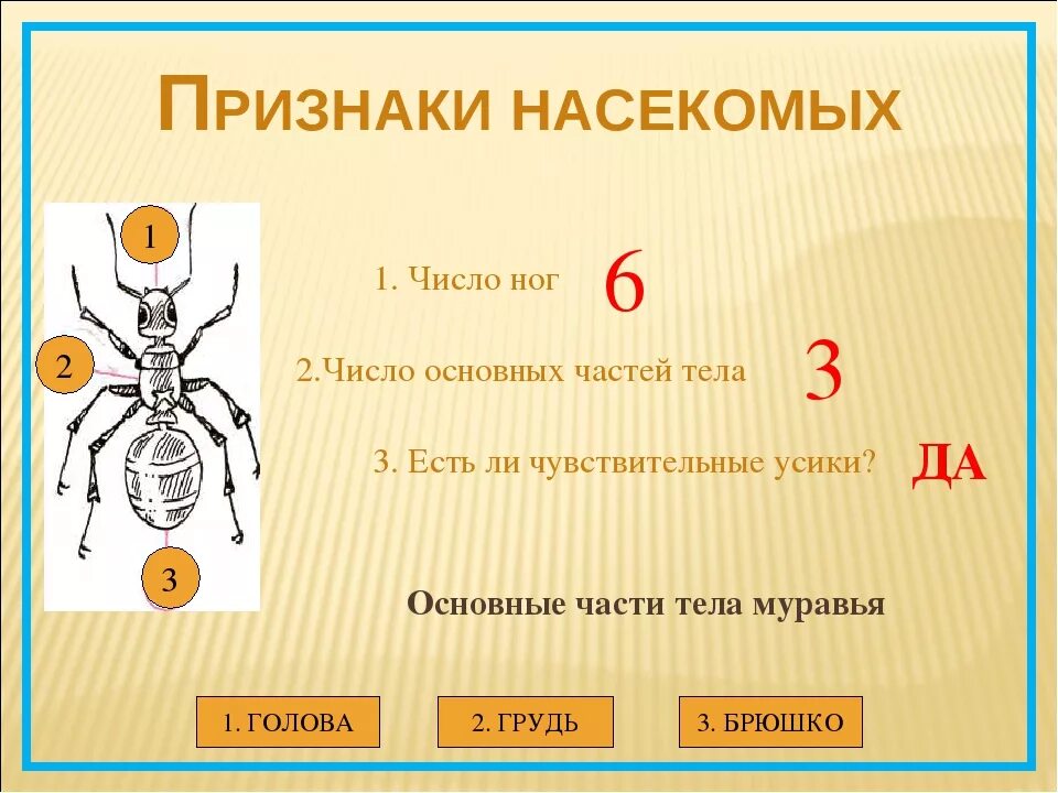 Насекомые Общие признаки насекомых. Основной признак насекомых 1 класс окружающий мир. Отличительные признаки насекомых. Важнейшие признаки насекомых.