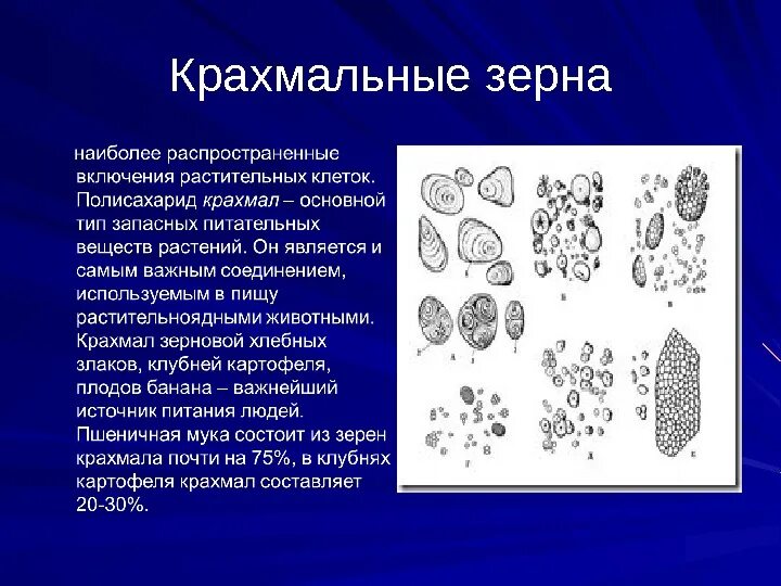 Крахмальное зерно в растительной клетке. Клеточные включения крахмальные зерна. Крахмальное зерно функции хлоропласт. Строение крахмальных зерен картофеля.