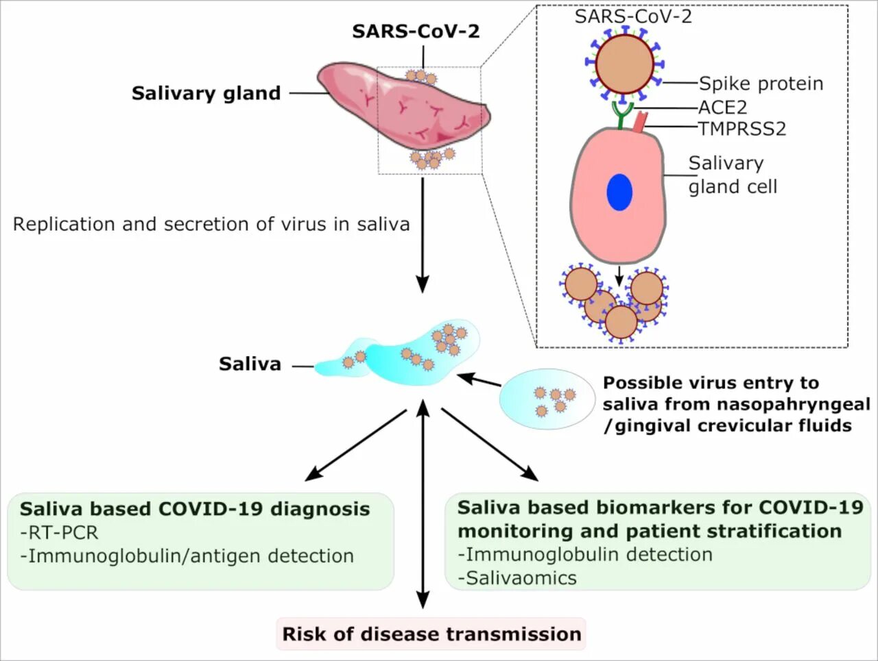 Этапы диагностики SARS cov-2. SARS-cov-2 расшифровка. Vziatie PCR Mazku коронавирус SARS-cov-2 (Covid 19). Патогенез SARS-cov-2.