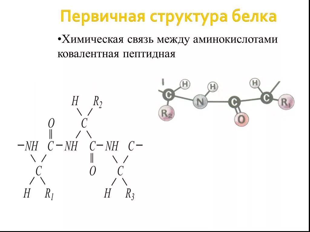 Химическая связь первичной структуры