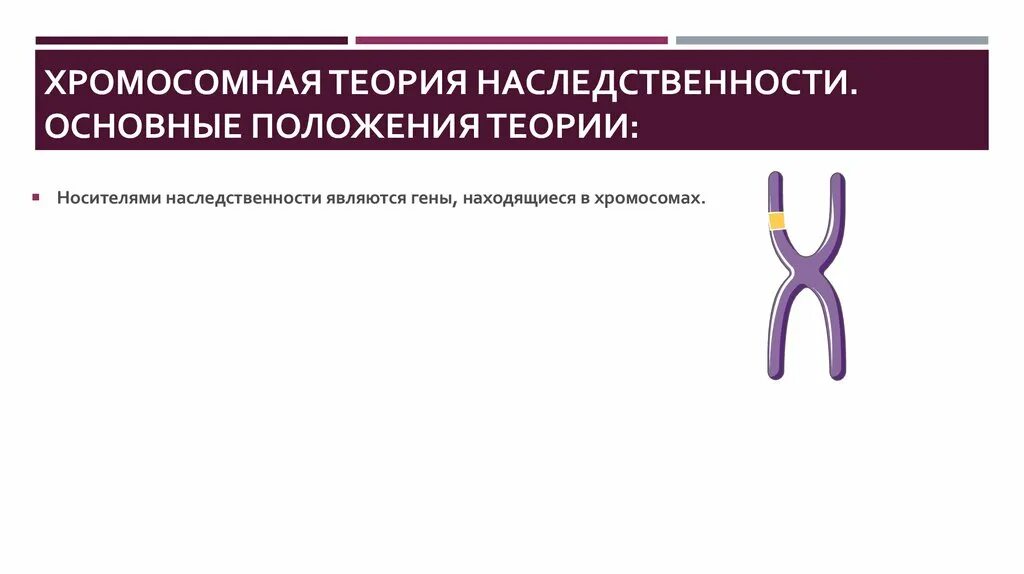 Назовите основные положения хромосомной теории наследственности. 1. хромосомная теория наследственности.. основные положения хромосомной теории наследственности. положения хромосомной теории наследственности. основные положения хромосомной теории.