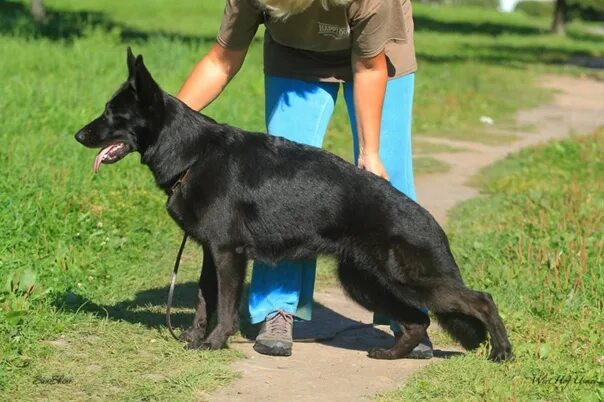 Черный немец катит
