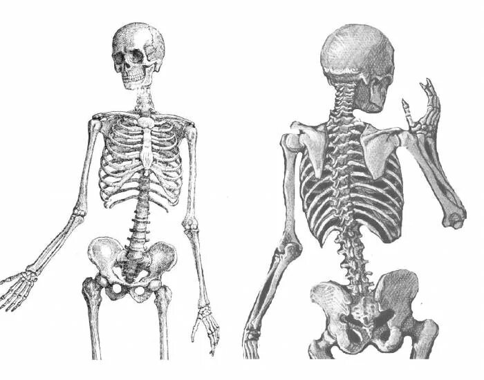 Осевой и добавочный скелет. Осевой скелет человека анатомия. Осевой скелет анатомия. Осевой скелет и добавочный скелет.
