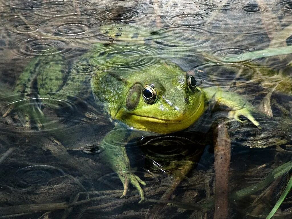 Лягушка breviceps fuscus. Пустынный узкорот лягушка. Африканский узкорот лягушка. Южноафриканский узкорот. Frog's rain.