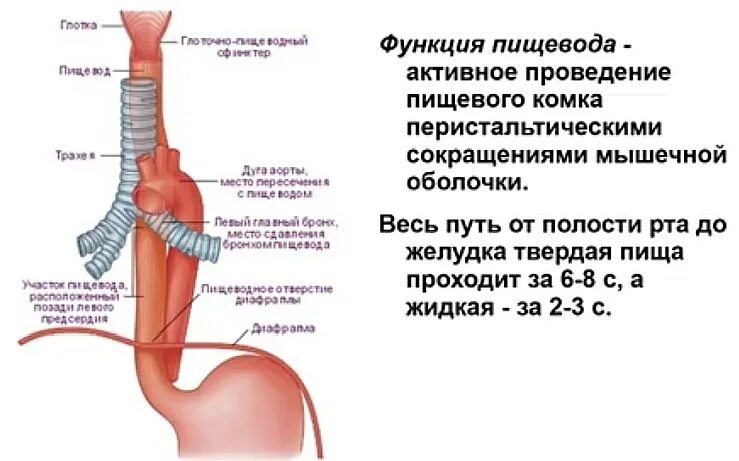 Какие органы входят в пищевод. Шейный отдел пищевода анатомия. Пищевод анатомия человека сужения. Строение и функции пищевода и желудка.