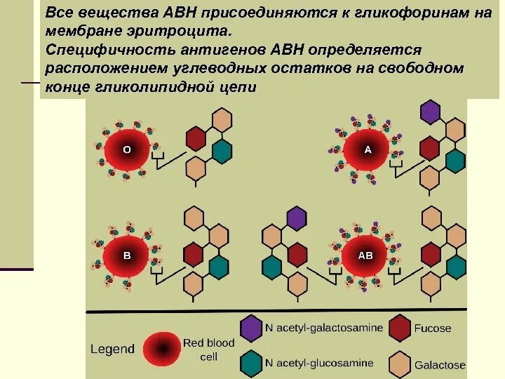 Система АВО на мембране эритроцитов. Антигены эритроцитов системы резус. Антигенные системы эритроцитов АВО. Строение антигена эритроцита. Эритроцитарные группы крови