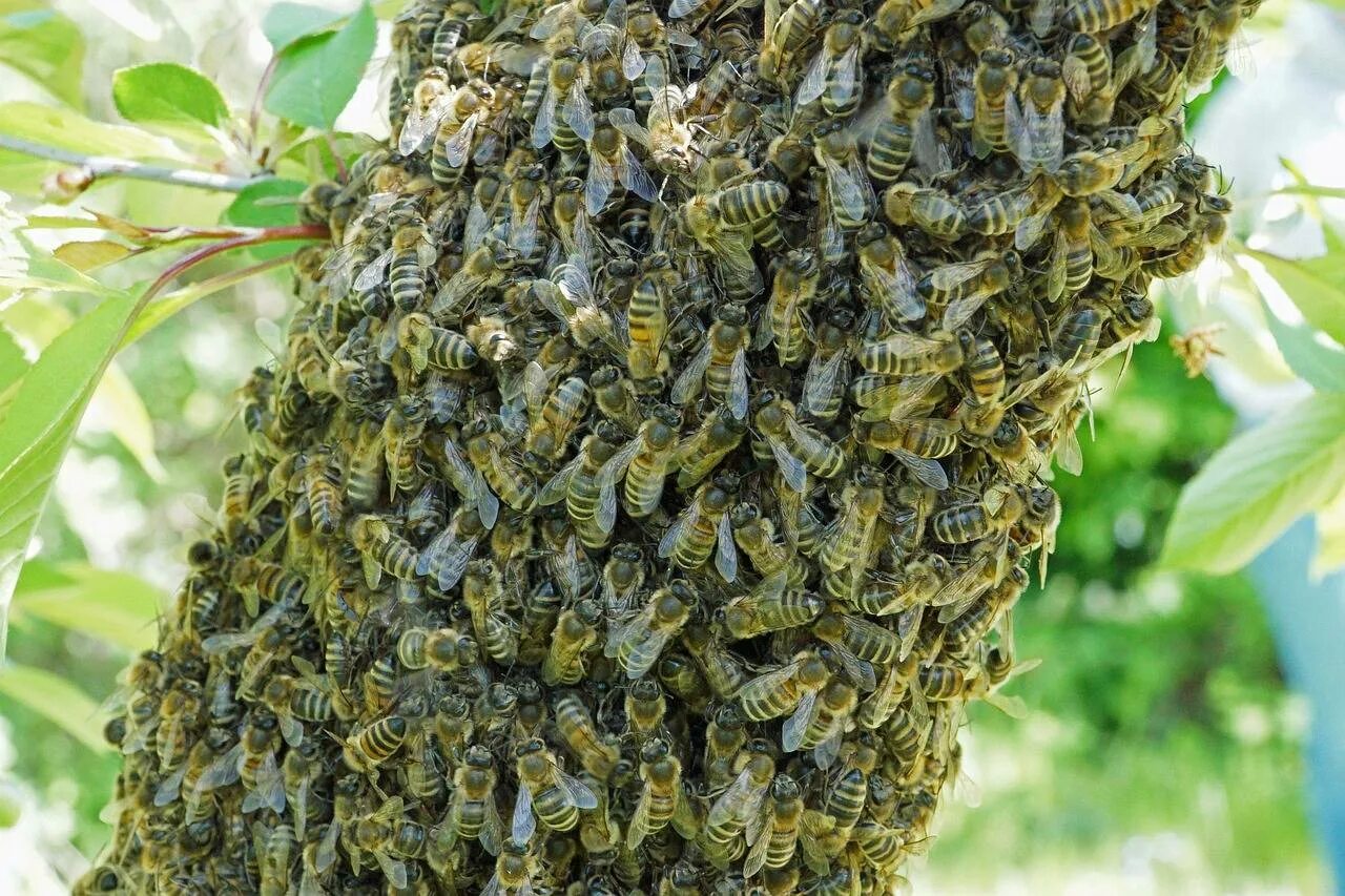 Как можно стать пчелой. Медоносные пчелы Рой. Пчелиный Рой матка. Медоносная пчела улей. Рой пчел с маткой.