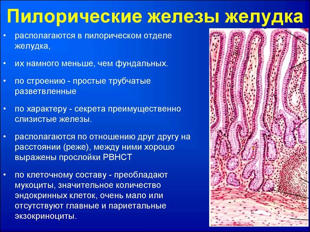 Слизистая желудка выделяет. Пилорическая часть желудка препарат гистология. Пилорических желез желудка гистология. Пилорический отдел желудка гистология. Пилорические железы желудка функции.