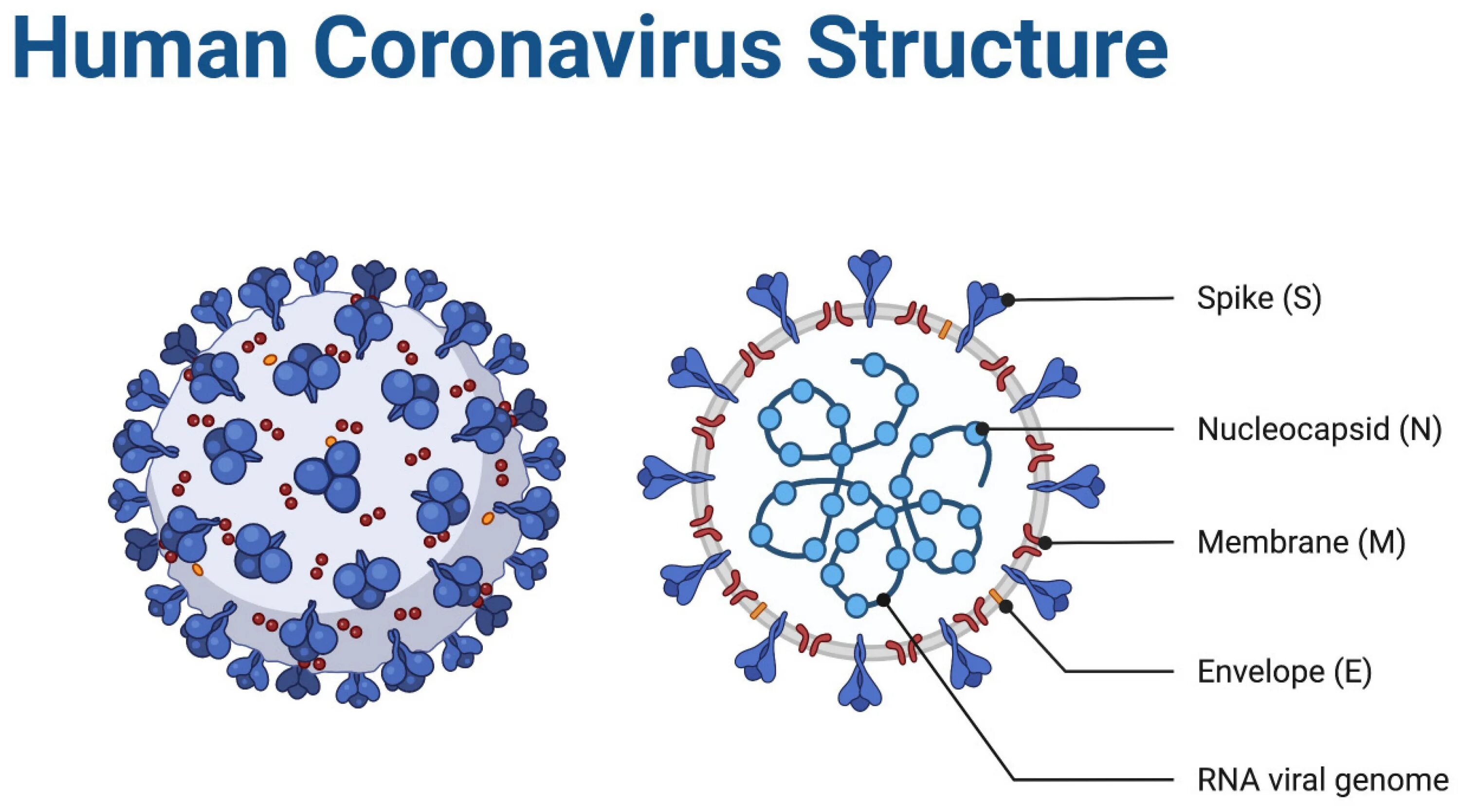 Коронавирус строение. Структура SARS-cov-2. Коронавирус SARS-cov-2 строение. Строение вируса SARS-cov-2. Коронавирус 11