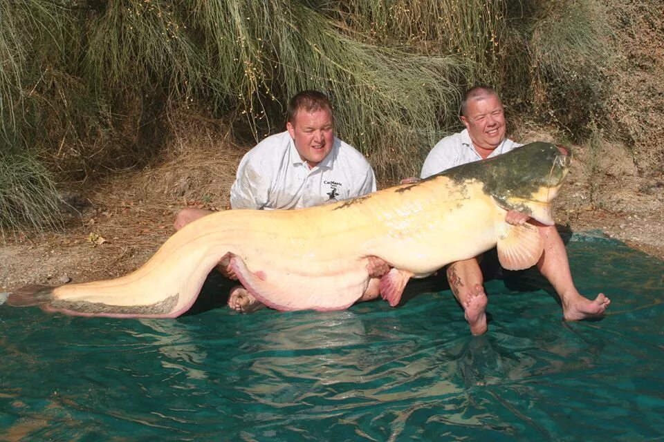 Сом живет лет. Сом альбинос Речной. Тайский сом альбинос. Albino Catfish. Европейский сом альбинос.