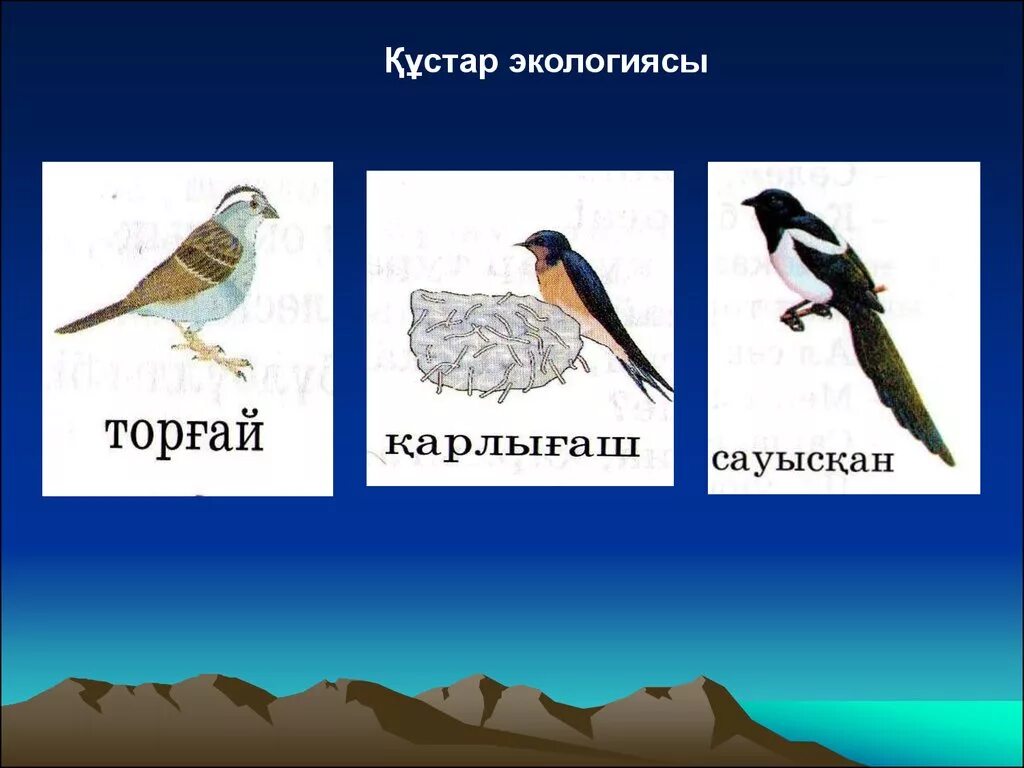 Құстар мен жәндіктер. Кустардын сурети. Құстар біздің досымыз слайд презентация. Токилдак Кусы туралы тех карта.