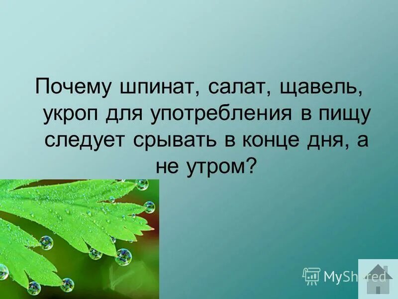 как вы думаете почему зеленые. питание растений фотосинтез. почему салат рекомендуют срывать. почему растения зеленые. питание растений 5 класс биология.