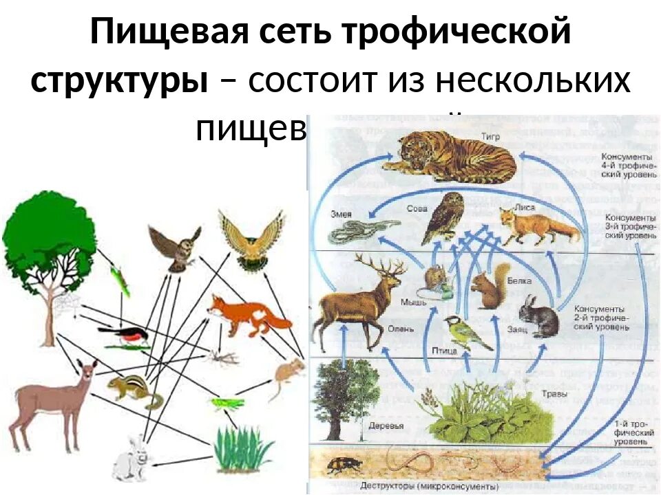 Пищевая сеть биология 11 класс. Пищевая сеть из 20 организмов. Пищевая сеть экосистемы. Пищевая сеть в природе. Фитопланктон трофический уровень