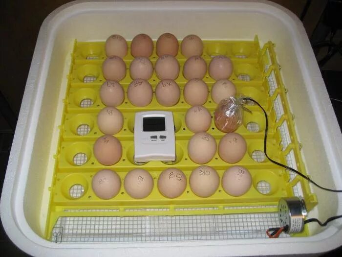 Сколько времени яйцо в инкубаторе. Несушки инкубаторы цыплята. Инкубатор автоматический WG 24. Инкубатор для яиц wq01.