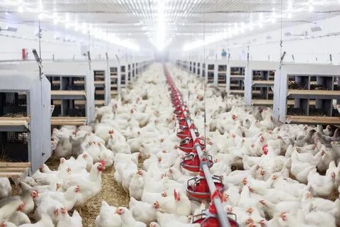 Tosaka chicken farm