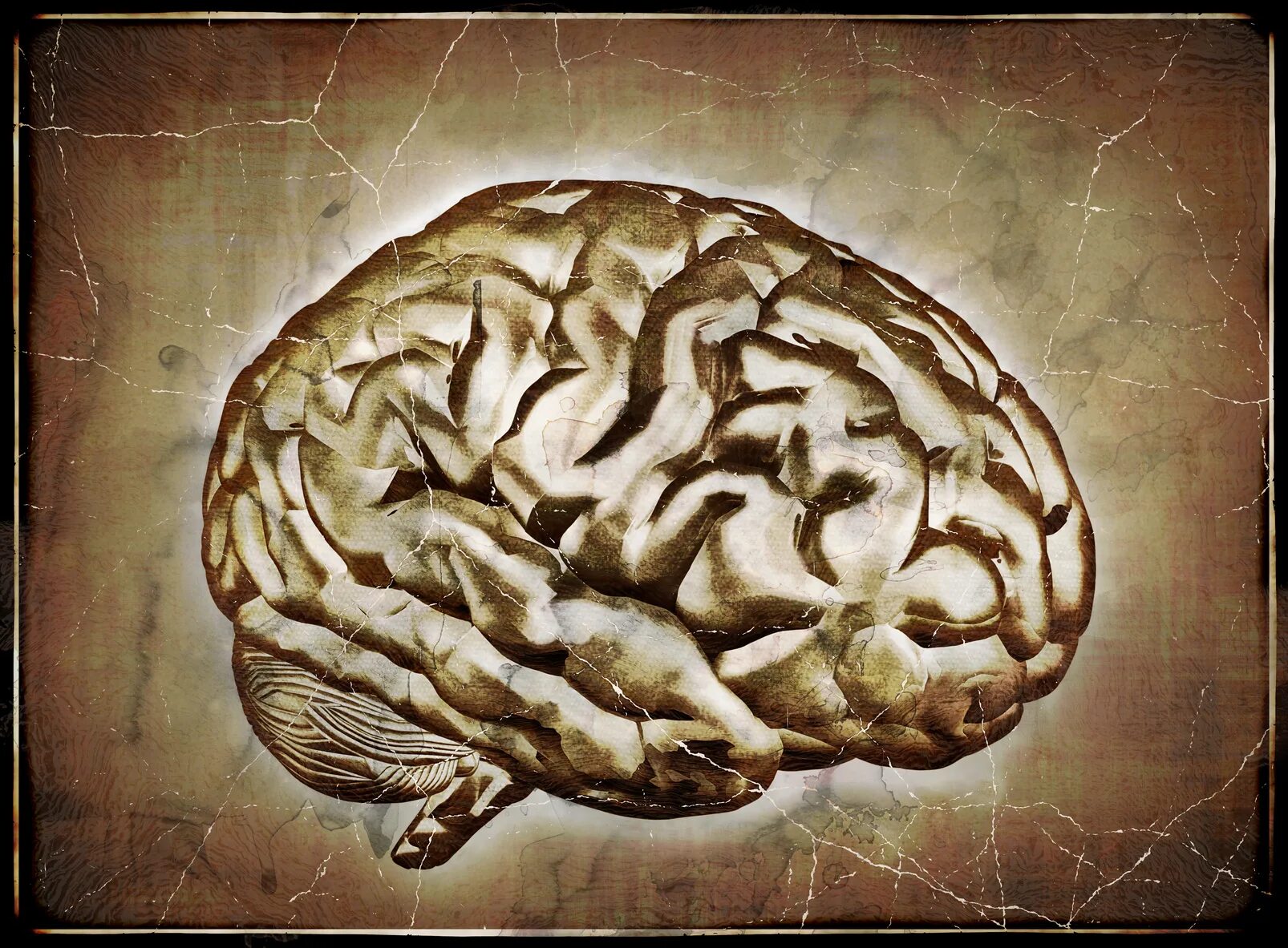 Мозг обои. Мозг рисовать. Мозг дзен. Нейробиология рисунки.