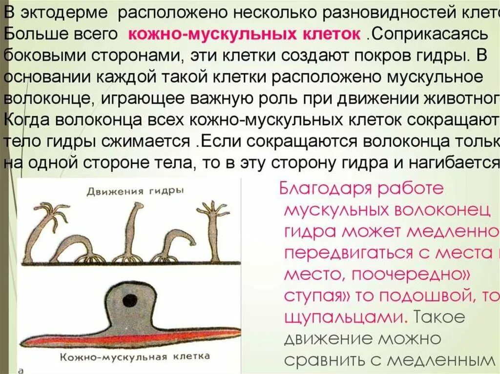 Передвижение кишечнополостных