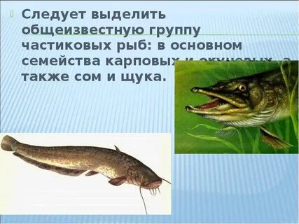 Частиковые рыбы
