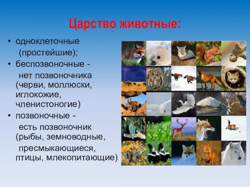 Сообщение многообразие животных. Царство животные 5 класс биология. Представители царства животных 5 класс биология. В царстве животных. Царство животных 5 класс.