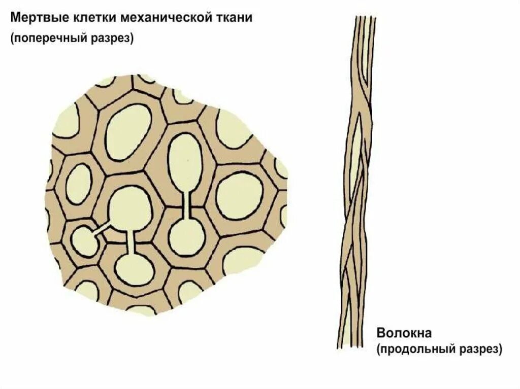 Часть механической ткани у растений. Механическая ткань растений склеренхима. Механические ткани лубяные волокна. Механическая ткань у растений лубяные. Механическая (волокна) склеренхима.