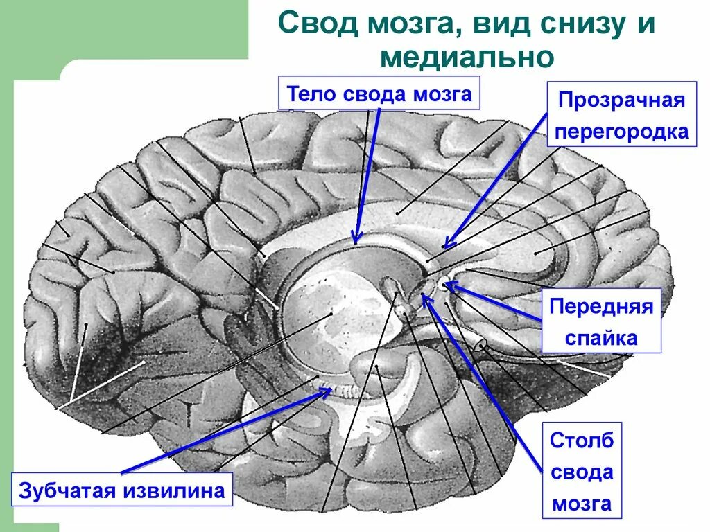 Пластина мозга. Мозолистое тело и свод мозга. Мозолистое тело свод передняя спайка анатомия. Спайка свода мозолистого тела. Мозолистое тело свод и спайки.