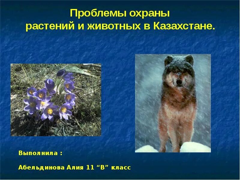 Проблема охраны животных. Охрана растений. охрана животных. презентация охрана растений и животных.