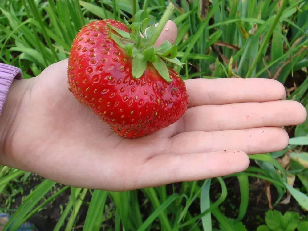 Сорт клубники гигантелла. Семена крупной клубники. Семена клубники. Земляника из семян. Семена крупной клубники.