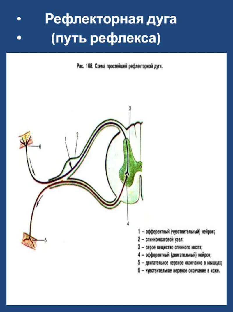 Рефлекторная дуга схема путей. Путь рефлекторной дуги. Рефлекторная дуга , этапы рефлекторной трубы. Путь рефлекса. Участки рефлекторной дуги