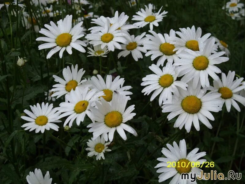 привет ромашки слушать