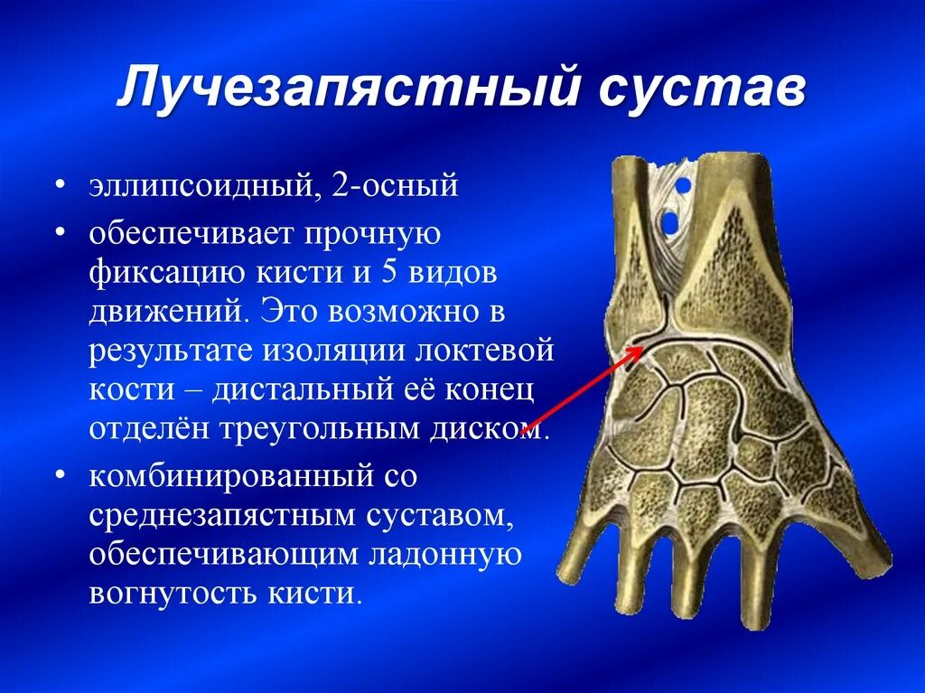 Какими костями он образован что такое вилочка. Связочный аппарат лучезапястного сустава. Лучезапястный сустав анатомия образован. Лучезапястный сустав образован костями анатомия. Суставной диск лучезапястного сустава.