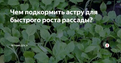 Чем подкормить рассаду астр
