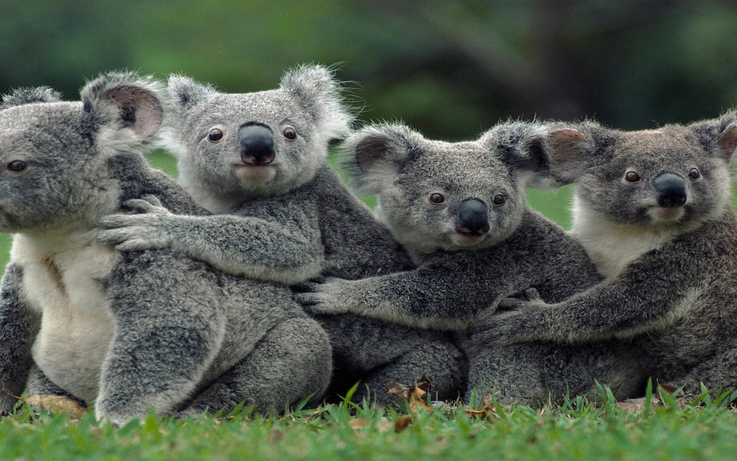 Животный мир коала
