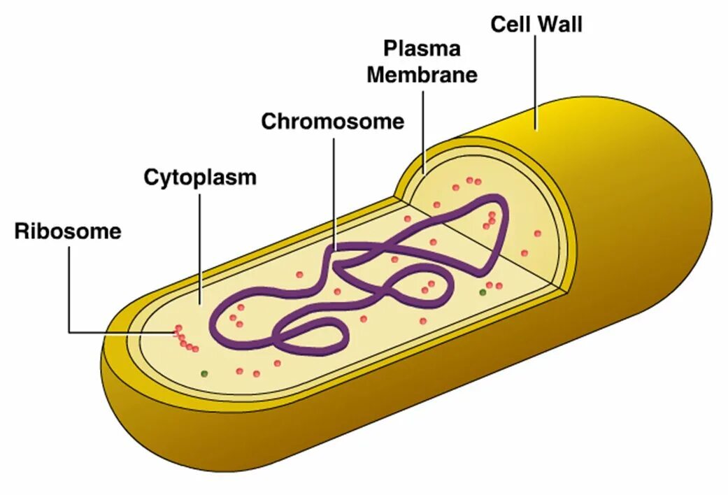 Клетка бактерии клеточная мембрана. Строение бактериальной клетки. Bacterial Cell structure. Клетка микроорганизма. Структура бактериальной клетки.