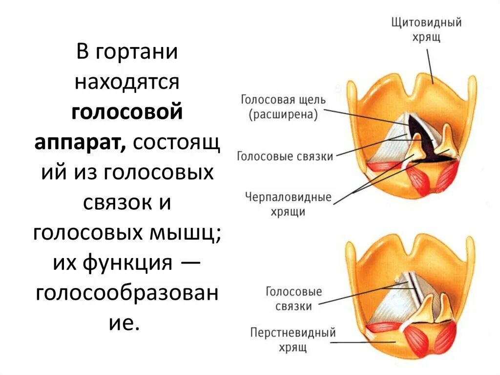 Строение гортани, горла, голосовых связок. Голосовые связки анатомия. Голосовая связка гортани. Между голосовыми связками голосовая