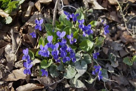 Les violette
