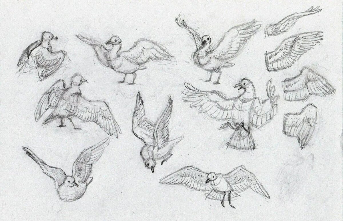 Референс летающийся птицы. Птица референс. Птицы туториал. Птица референс. Совиные крылья референс.
