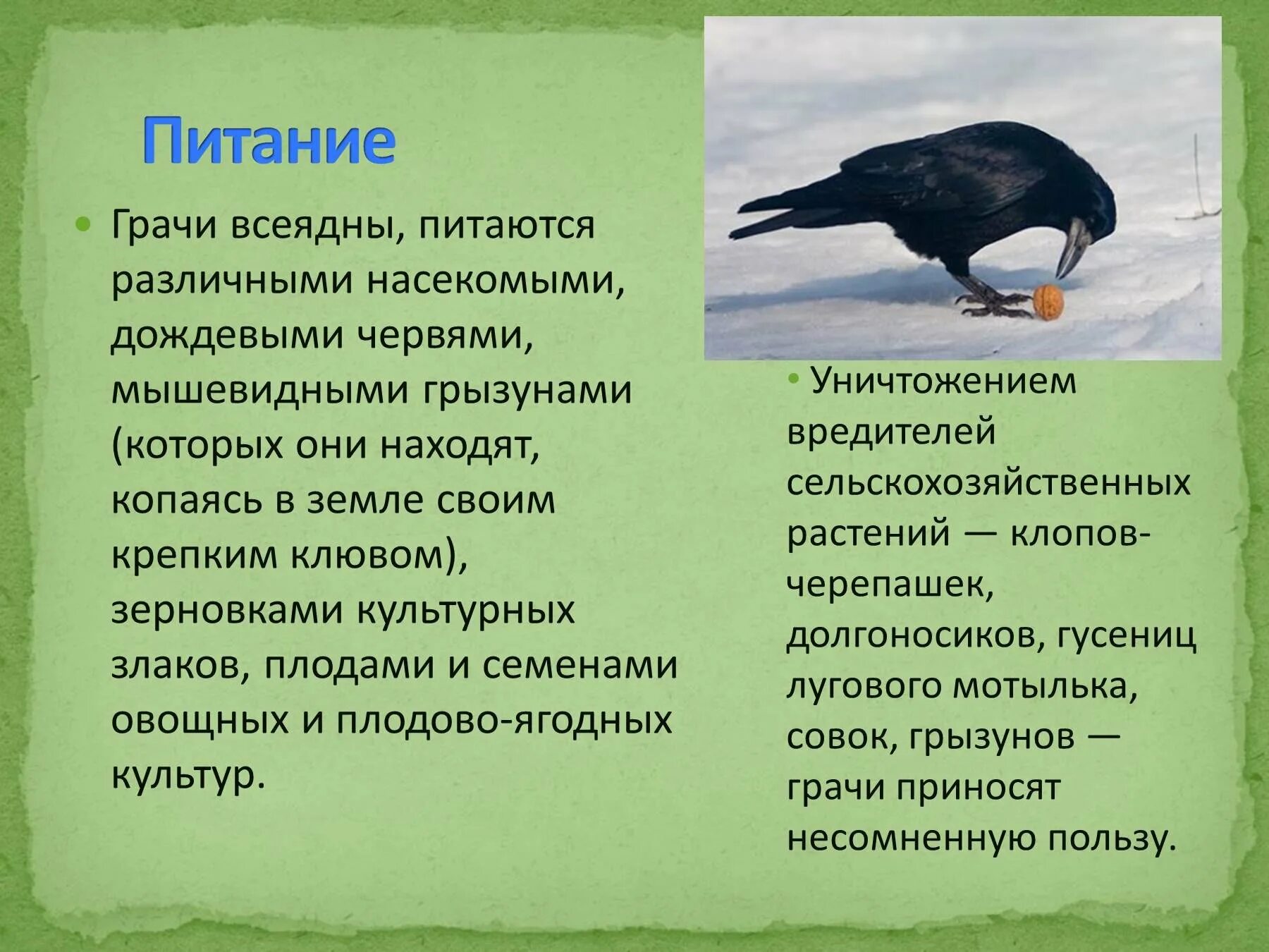 Грач питается. Грач презентация. Грач Перелетная птица. Грач птица чем питается.