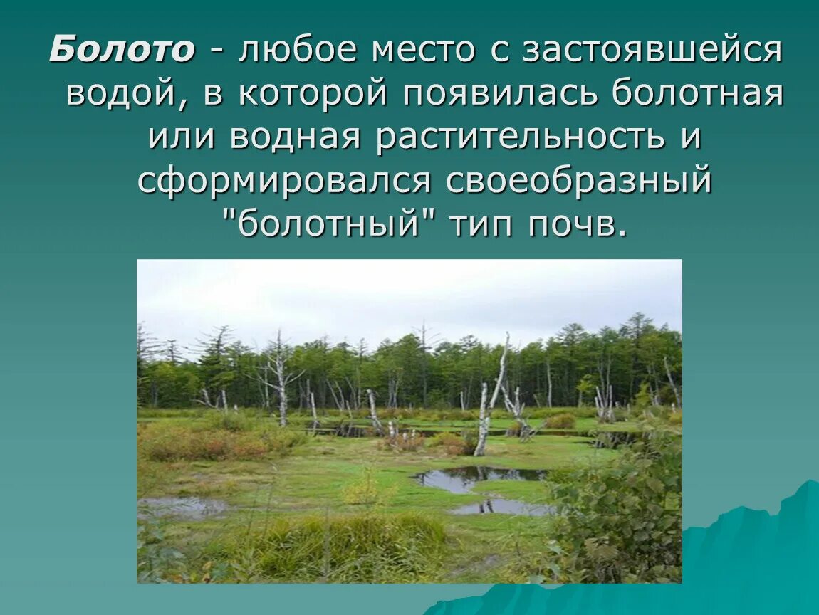 Болота что означает. Презентация на тему болото. Болото для дошкольников. Презентация о болоте. Презентация на тему болото 3 класс.