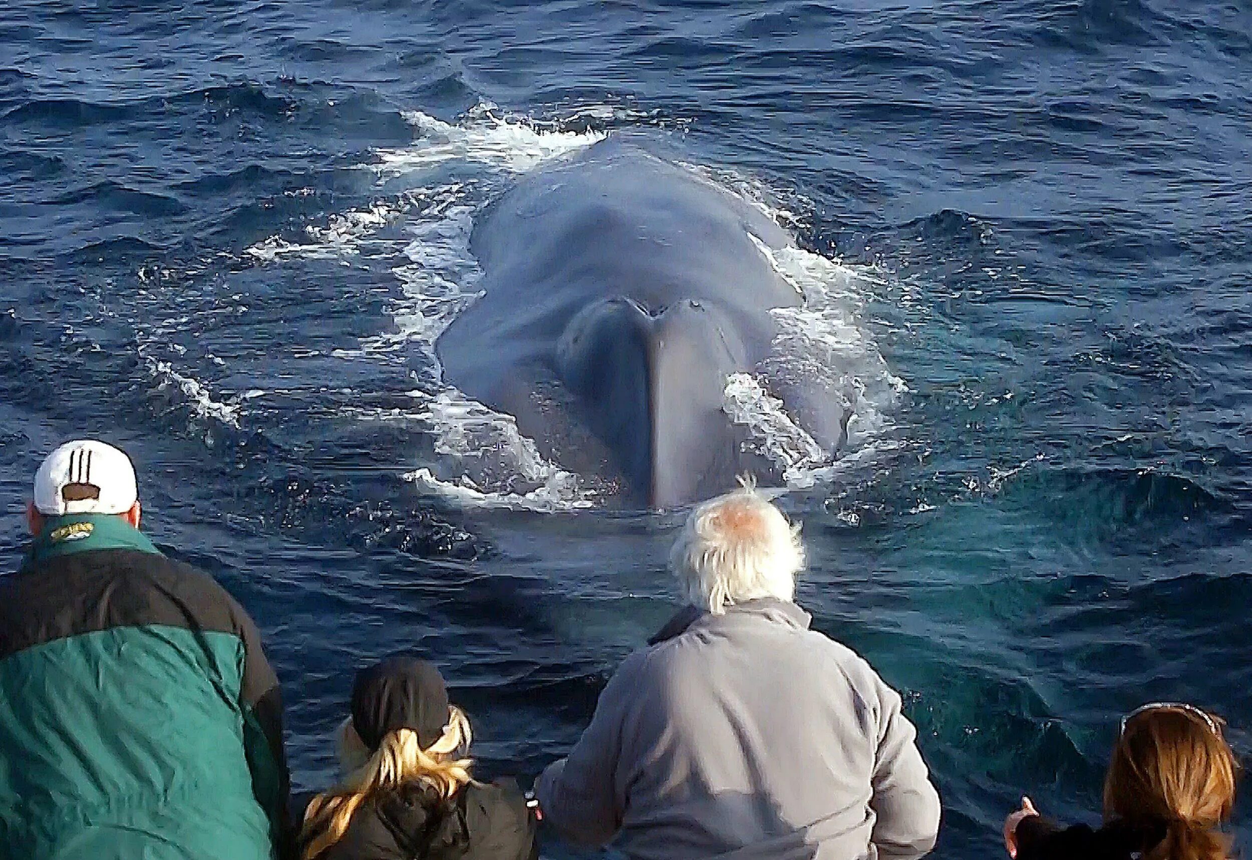 Киты в Баренцевом море. У китов есть шерсть.