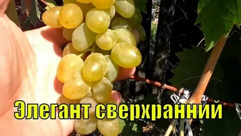 Сверхранний виноград описание сорта фото