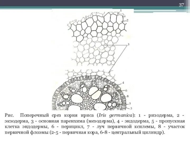 Поперечный срез рисунок. Эндодерма корня поперечный срез. Участок поперечного среза корня ириса. Первичное строение корня на поперечном срезе корня ириса. Поперечный разрез корня ириса.