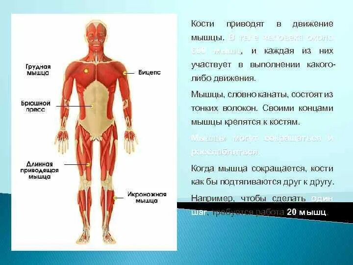 Класс мышцы. Мышцы это 3 класс. Движения и мышцы в них участвующие. Опора тела и движение мышцы. Мышцы человека 3 класс.