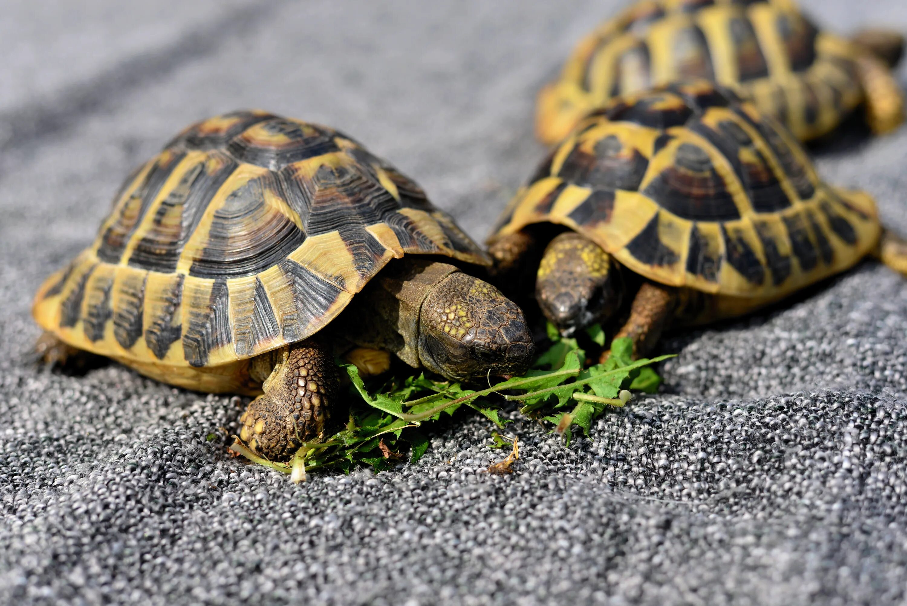 Черепаха и Черепашонок. Пресмыкающиеся черепахи. Черепахи Turtle Tortoise. 4 Черепашат.