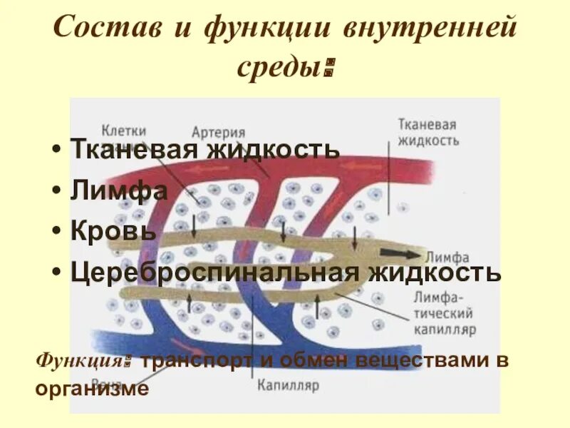 Лимфа кровь межтканевая жидкость схема. Внутренняя среда организма межтканевая жидкость лимфа кровь. Внутренняя среда организма лимфа. Кровь лимфа тканевая жидкость.