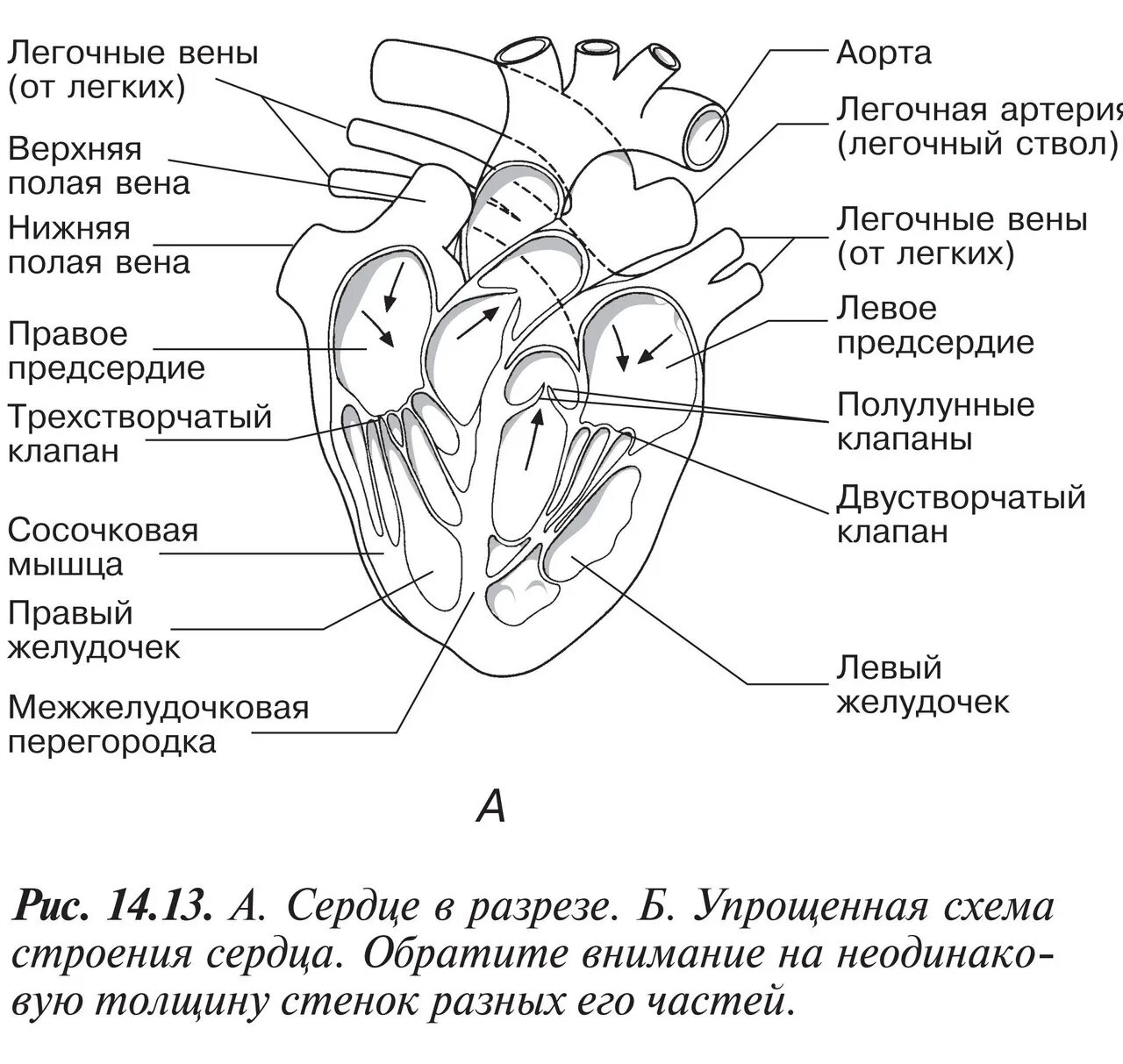 Какая структура сердца человека изображена на рисунке. ЕГЭ биология анатомия строение сердца. Строение сердца схема с подписями. Схема внутреннего строения сердца. Строение сердца человека рисунок.